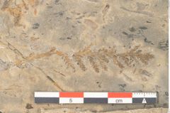 Foto (Detailansicht) von Walchia piniformis Sternbg. (NHMW-GEO-2024-0188-11124)